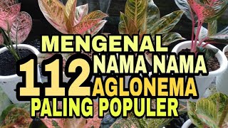 Download lagu NAMA NAMA 112 AGLAONEMA TERPOPULER // 112 KINDS CHINESE EVERGREEN PLANTS // AGLONEMA mp3