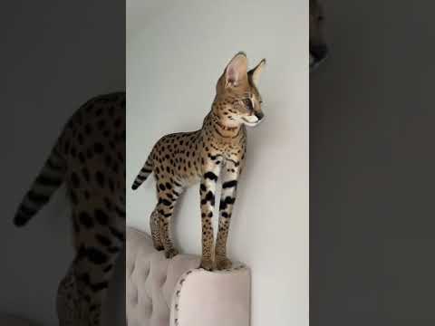 Serval | Wild cat