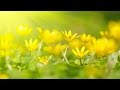 Peaceful Music, Relaxing Music, Instrumental Music, “Wonder Beyond Words” by Tim Janis