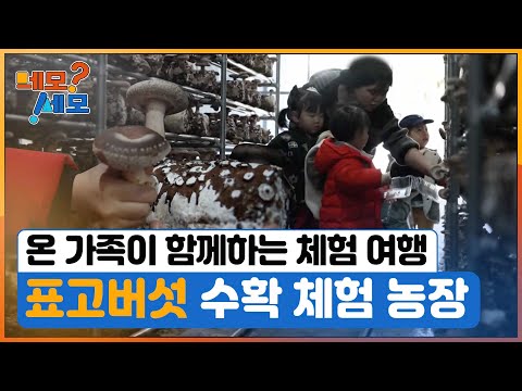 [네모세모] 표고버섯 수확 체험 농장