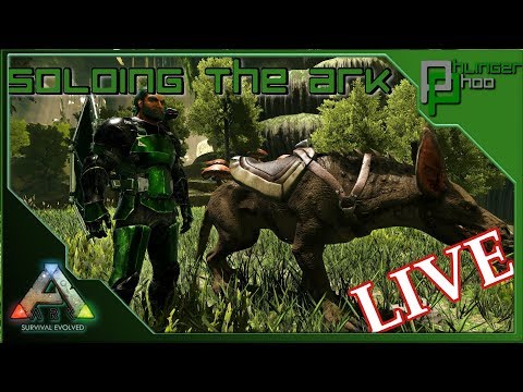 Soloing the Ark - LIVE - KIBBLE TAMING AND DOING OTHER STUFF - EQUUS SPOTTED