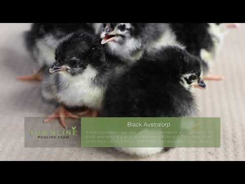 , title : 'Black Australorp Baby Chicks'