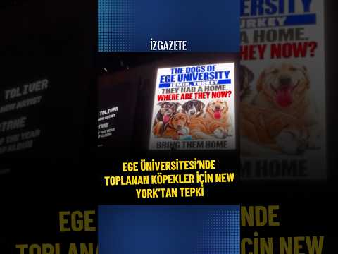 Ege Üniversitesi’nde toplanan köpekler için New York’tan tepki #egeüniversitesi #newyork #haber