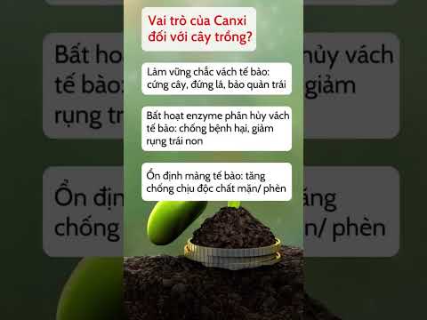 Cùng khám phá "CANXIBO" Vua Canxi của nhà One More