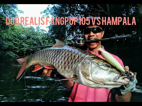 Duo Realis Fangpop 105 vs Hampala