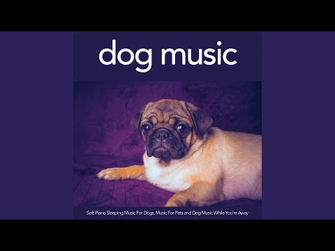 Background Music For Dogs
