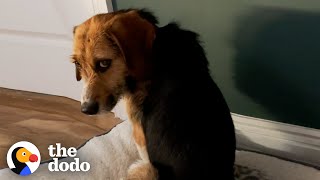 The Dodo This Dog Stared At The Wall For Hours Until Finally Realized He Was Home Video