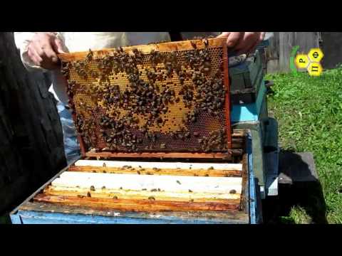 Развитие отводка в течении сезона 2013(июнь)