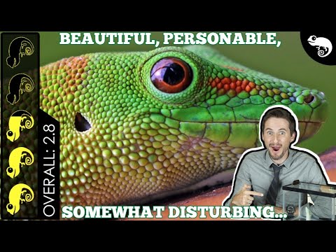 Gekon Madagascar denný veľký (Phelsuma grandis) — predstavenie druhu