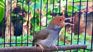 Download lagu Suara Pikat Dan Masteran Prenjak Kepala Merah Gacor Dor Suara Bening mp3