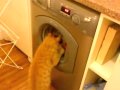 Cat Vs Washing Machine