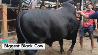 Download lagu Sapi Hitam Super Besar, 1.1 Ton Up Jadi Nomer 2. Penimbangan Kelas Poel 3 di Kontes Sapi Blitar‼️ mp3 Download lagu Sapi Hitam Super Besar, 1.1 Ton Up Jadi Nomer 2. Penimbangan Kelas Poel 3 di Kontes Sapi Blitar‼️ mp3