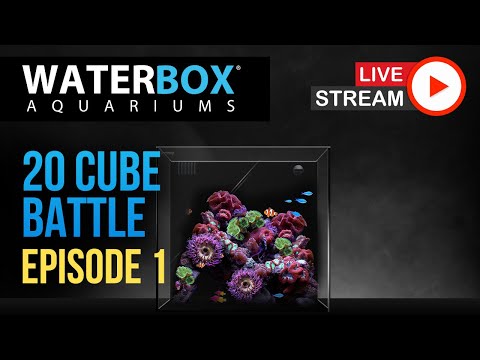 20 Gallon Aquarium Battle: Episode 1