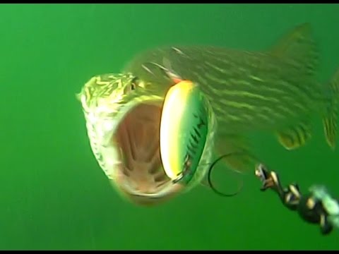 10  spettacolari attacchi di lucci filmati sott'acqua