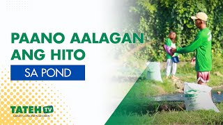 Pag-aalaga ng Hito sa Pond (Urban Setup) | TatehTV Episode 167