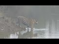 2 Superb Tiger Sightings Tadoba Tiger Reserve Part 10 Of The 5 Parks Of India Series