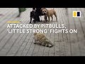 Attacked by pitbulls, stray dog 'Little Strong' in China fights on