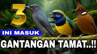 Download lagu MASTERAN CILILIN VS SRIGUNTING ABU ABU VS CUNGKOK JERNIH KOMBINASI MASTERAN TERBAIK BURUNG JUARA mp3 Download lagu MASTERAN CILILIN VS SRIGUNTING ABU ABU VS CUNGKOK JERNIH KOMBINASI MASTERAN TERBAIK BURUNG JUARA mp3