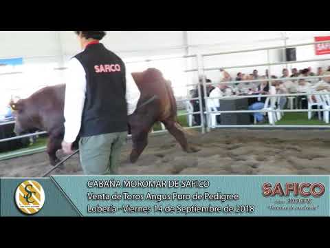 14-09-18 Ventas de Toros Angus Puros de Pedigree - Cabaña Moromar de SAFICO - Loberìa