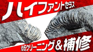 【2022年盆】アンモナイト化石のクリーニング【ハイファントセラス】