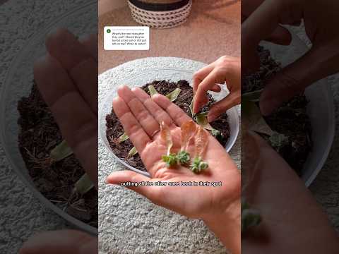 , title : 'You’ve grown your succulents leaves, now what? #plantcare #succulent #propagation'