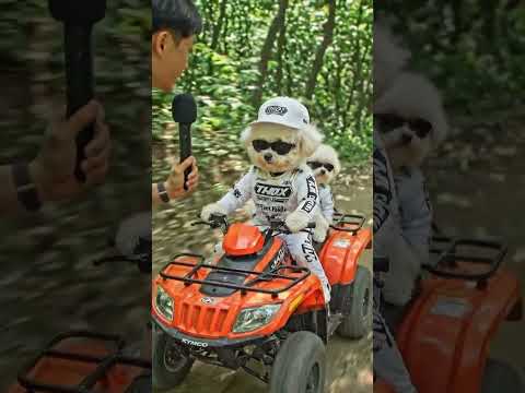 오늘은 콩이하고 4륜오토바이 드라이브를 하는날 #shorts#비숑프리제
