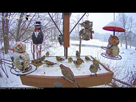 Cornell Feeders Busy With Birds As Blizzard Rolls Through Ithaca, NY – Feb 7, 2018