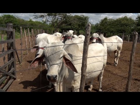 É iniciada segunda etapa de vacinação para rebanhos bovinos e bubalinos no Piauí 05 11 2022