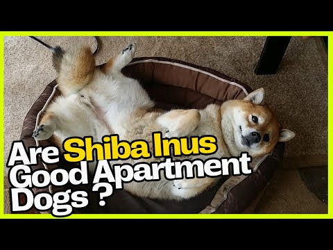 YouTube video about: Are shiba inus good apartment dogs?