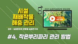 [시설재배작물 해충 관리방법] part 4. 작은뿌리파리 관리 방법