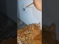 The Spider vs The Cat #TheManniiShow.com/series