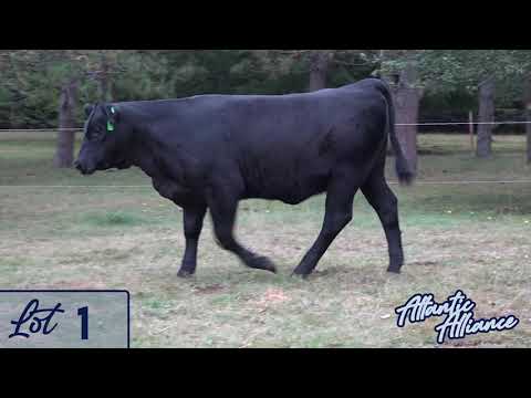 AtlanticAlliance Lot01