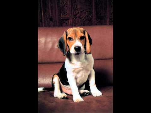 "The Ten Commandments of Dog Ownership"English.wmv