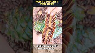 How To Harvest Expensive Pine Nuts
