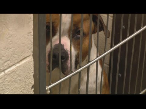 Animal care organizations plead for help so animals are not euthanized