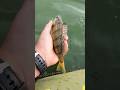 Video Thumbnail for Yellow perch  #fishing #shorts #fish #perch #short