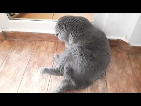 Amon, The Cat| Anaisssa| 🐱