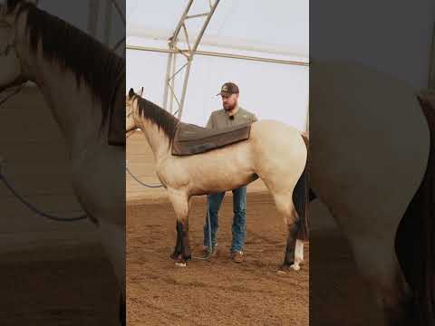 2 Month Colt Starting INSANE Transformation