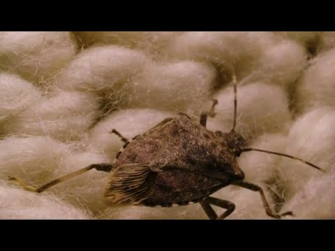 Stink bug season: How to keep them out of your home