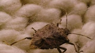 Stink bug season: How to keep them out of your home