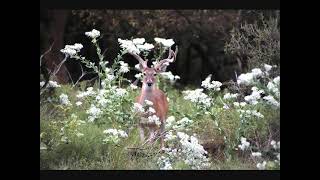 BRYAN DUNCAN -- AS THE DEER -- WILLIAM LOCKMILLER PHOTOGRAPHY