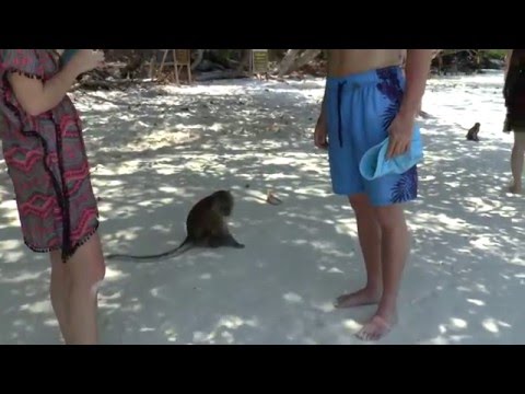 Monkey Beach Phi Phi Island Yong Kasem Bay Thailand
