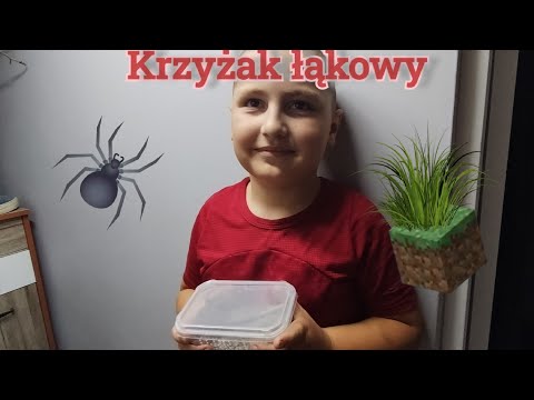 Krzyżak łąkowy