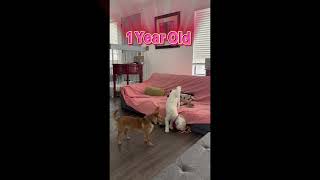 Video preview image #1 Chihuahua Puppy For Sale in Menifee, CA, USA
