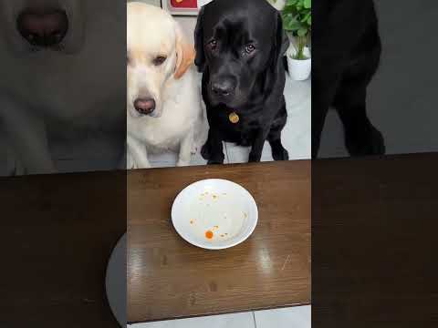 He Tested Which Dog Is His True Heir
