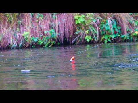Epic River King Salmon BOBBER DOWN ACTION - 2025 Salmon Run!