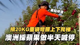 [閒聊] 有人想去澳洲打工渡假的嗎？