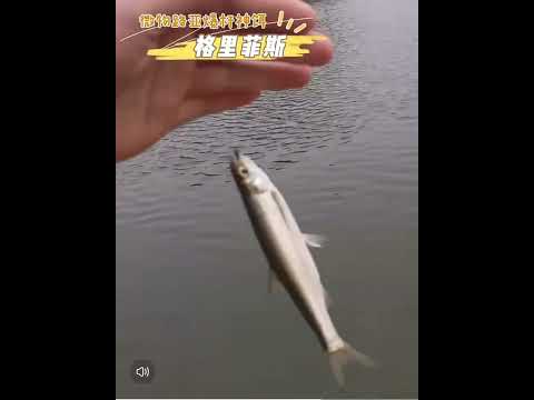 ~子甄彣璟~格裡菲斯 昆蟲 仿真餌 一盒5只卡裝飛蠅鉤 飛釣 擬餌 仿生餌 飛蠅鉤 仿生 飛蠅 蒼蠅 路亞假餌 毛鉤 路亞餌