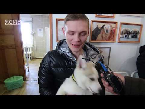 Как получить прививку против бешенства и зарегистрировать питомца в Якутске Как получить прививку против бешенства и зарегистрировать питомца в Якутске