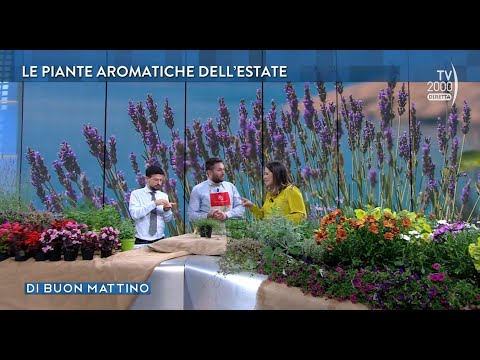 Di Buon Mattino (Tv2000) - Puntata del 6 giugno 2023